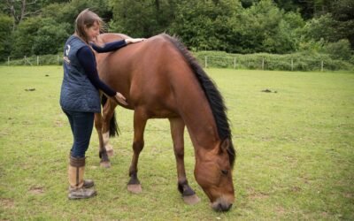 What Happens in an Animal Healing and Communication Session?