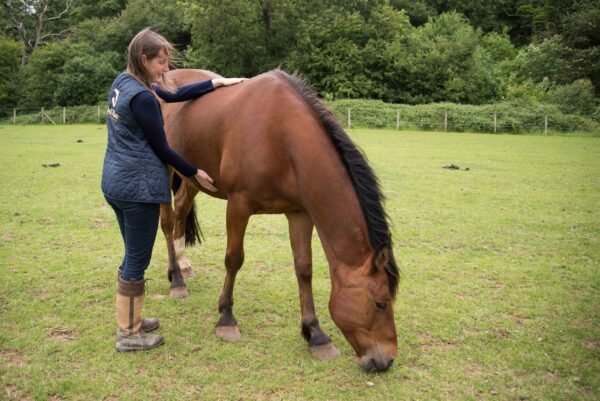 Equine reiki 4