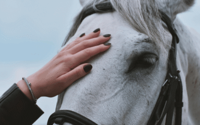 Common Signs Your Animal Needs Healing or Communication