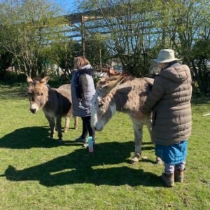 Animal Healing & Communication Practice Session
