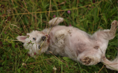 Animals as Healers: How Animals Can Support Your Own Healing Journey