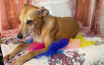 How Colour and Crystal Healing Can Support Your Animal’s Wellbeing